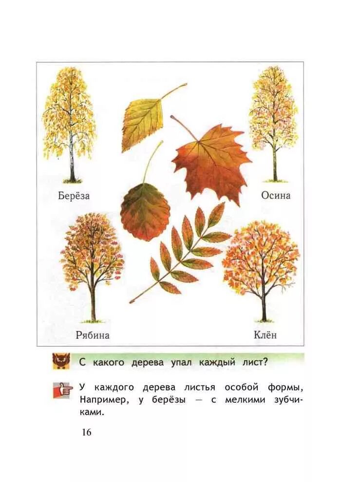 Деревья береза клен рябина. Листья осины и ясеня. Клен дуб осина ясень листья. Листья деревьев 1 класс окружающий мир. Окружающий мир листья осины.