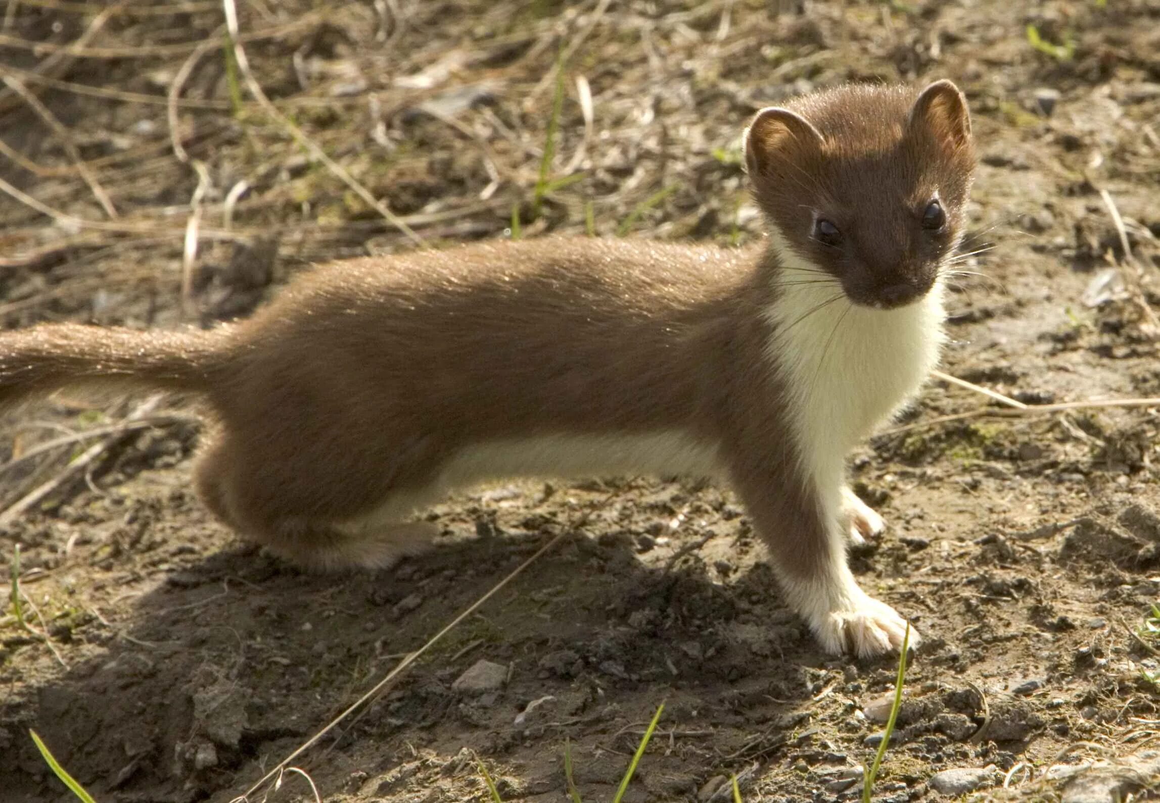 Известно что горностай хищное. Горностай (Mustela erminea). Солонгой Забайкальский. Куница ласка горностай. Горностай Дальневосточный.