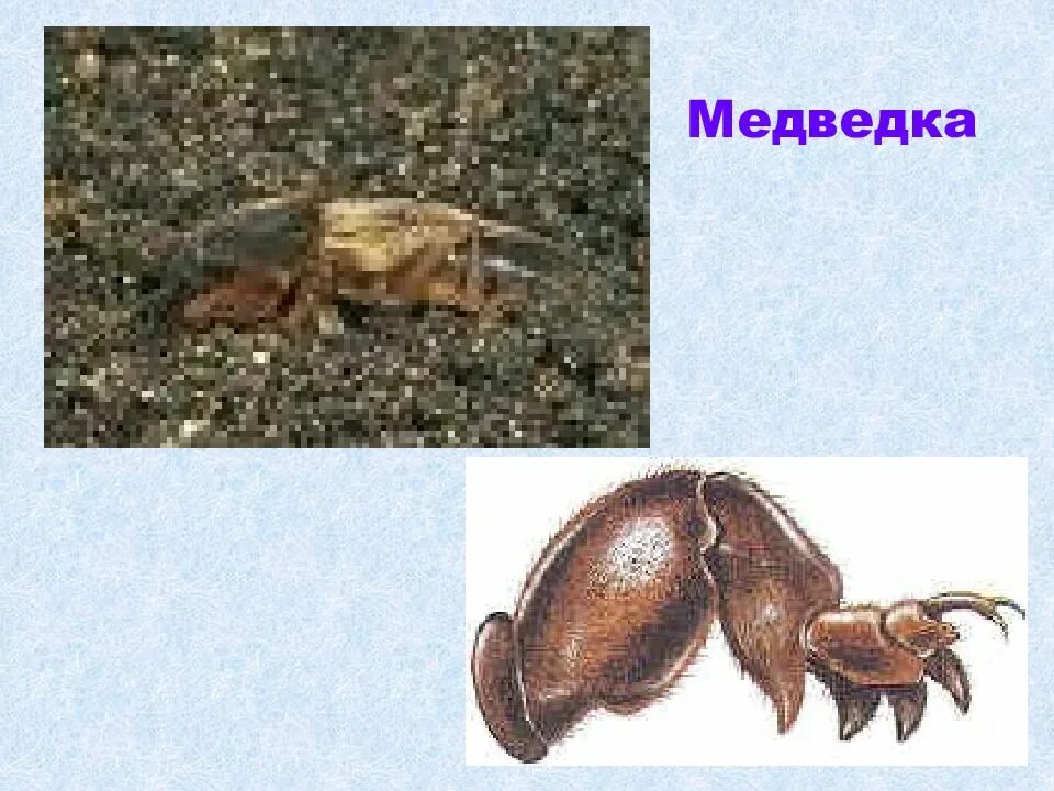 Медведка приспособление к среде