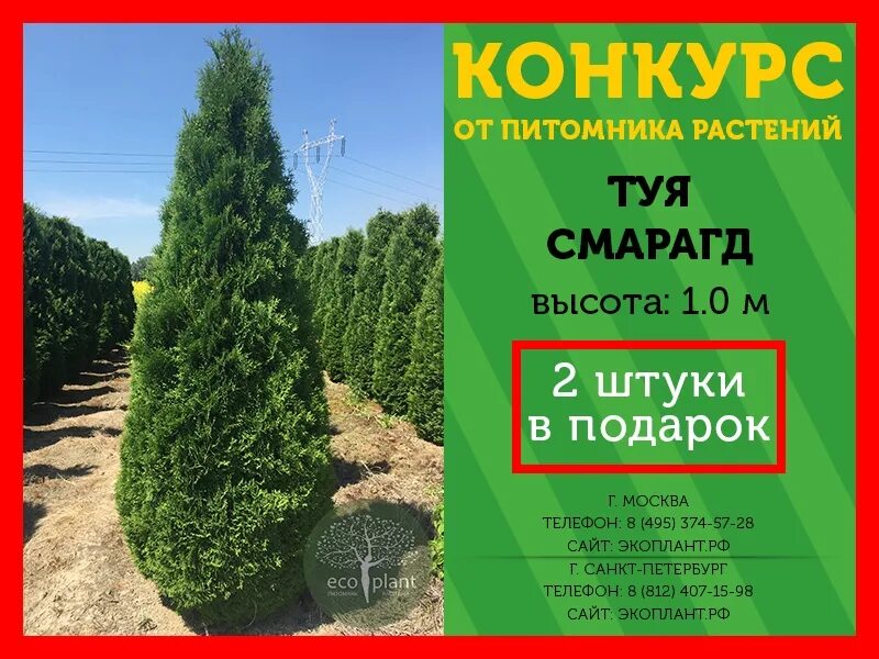 Туи Экоплант. ECOPLANT питомник. Растение Экоплант. Питомник Экоплант в СПБ. Сайты питомников растений в спб