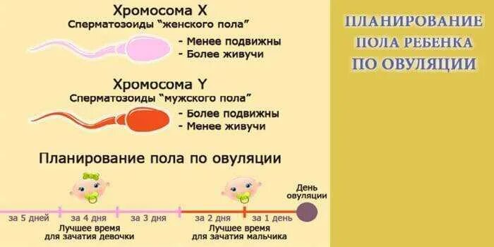 От коготзависит полтребенка. От чего зависит пол ребенка. Пол ребенка зависит от мужчины. От кого зависит пол будущего ребенка. От чего зависит зачатие