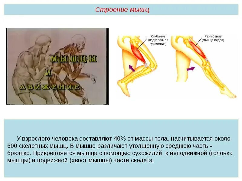 Строение и работа мышц 8 класс. Строение и работа мышц. мышцы взрослого человека составляют. мышцы от массы тела человека составляют:. масса скелетных мышц взрослого человека составляет.