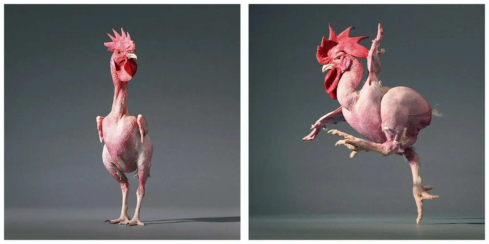 Курица между ног. Ощипанный цыпленок. Общипанная курица. Общипанный петух.