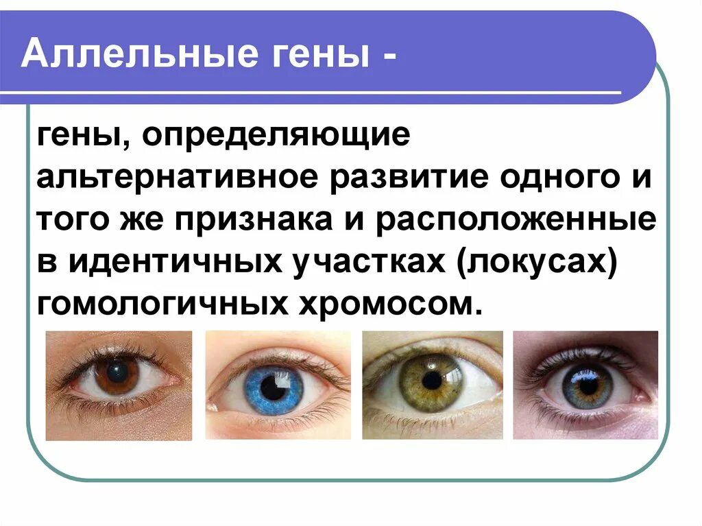 Где аллельные гены. Аллельные гены. Альтернативные аллельные признаки это. Гены альтернативных признаков. Альтернативные признаки в генетике это.