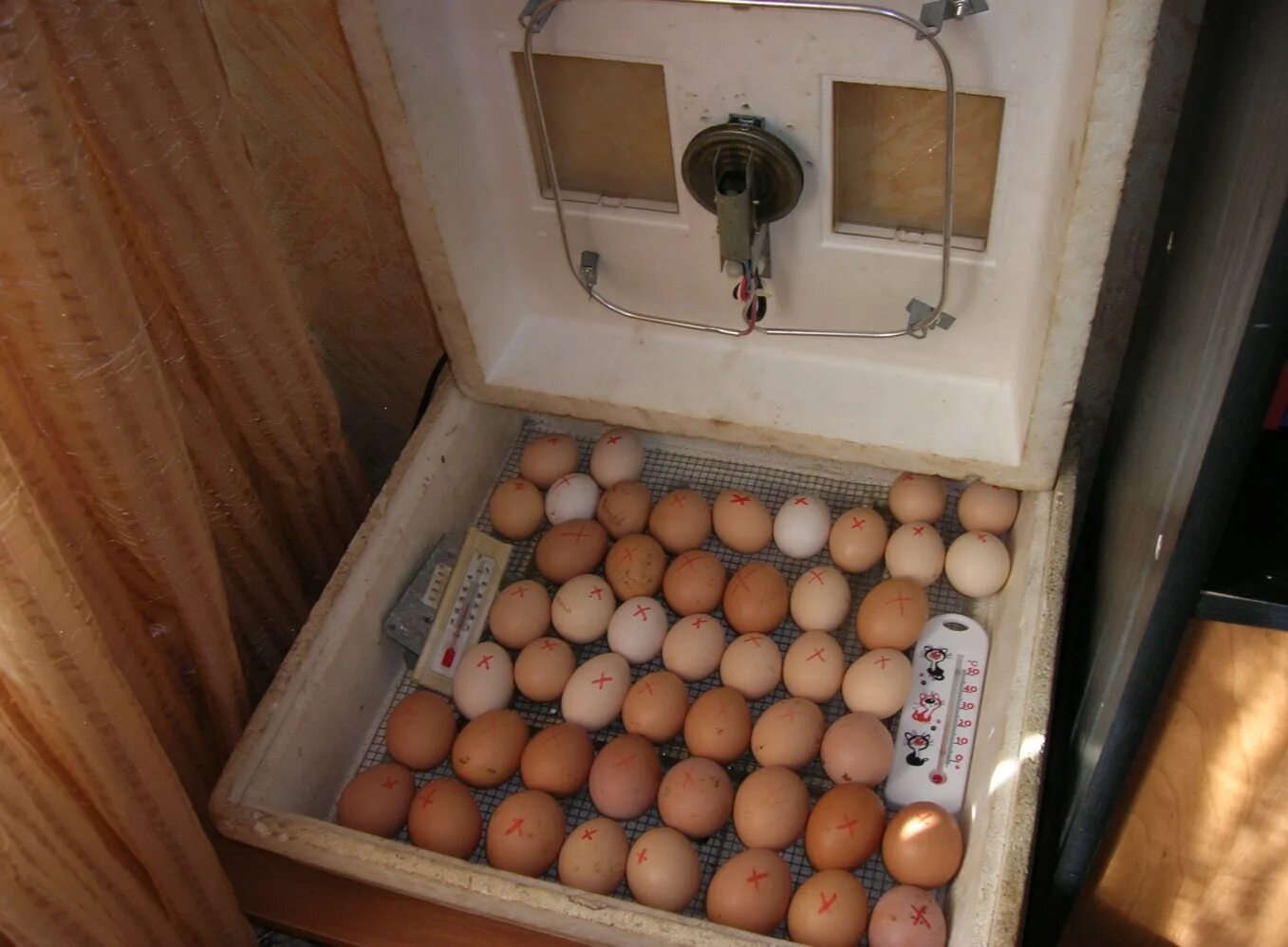 Период яиц в инкубаторе. Инкубатор Несушка 400 яиц. Инкубатор Золушка на 30 яиц. Вылупление цыплят в инкубаторе Золушка. Несушка инкубатор на 300 яиц.