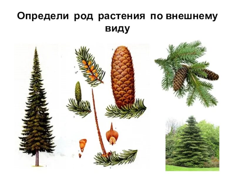 Род пихта - MosRosa.ru