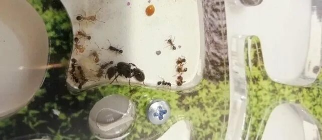 Мертвая матка муравьев. Муравьиная ферма с муравьями матка. Муравьиная матка убитая.