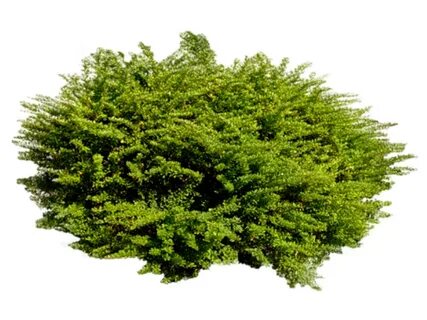 Куст грей