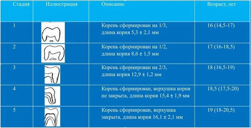 Определить возраст книги. Как определить Возраст человека. Как определить Возраст по формированию корням зубов.