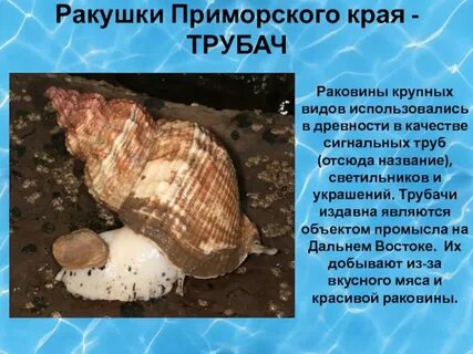 Описание ракушек