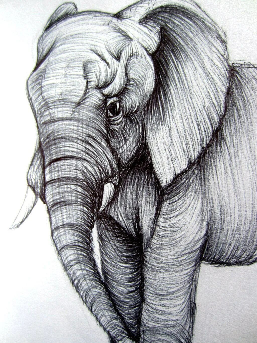 Слон нарисовать. Слон набросок. Слон эскиз. Слон карандашом. Эскиз слоника.