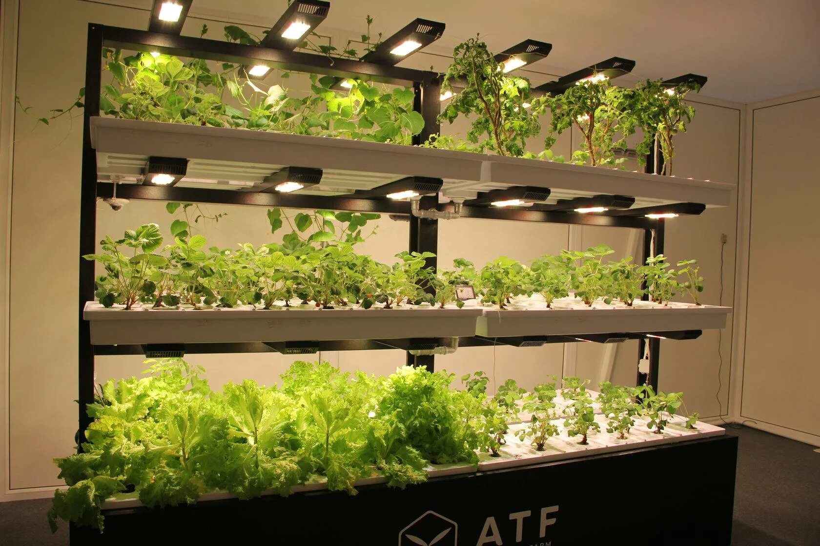 Домашнее выращивание овощей. Брокколи аэропоника. Аэропоника (Aeroponics). Сити ферма микрозелени. Ферма гидропоника микрозелень.