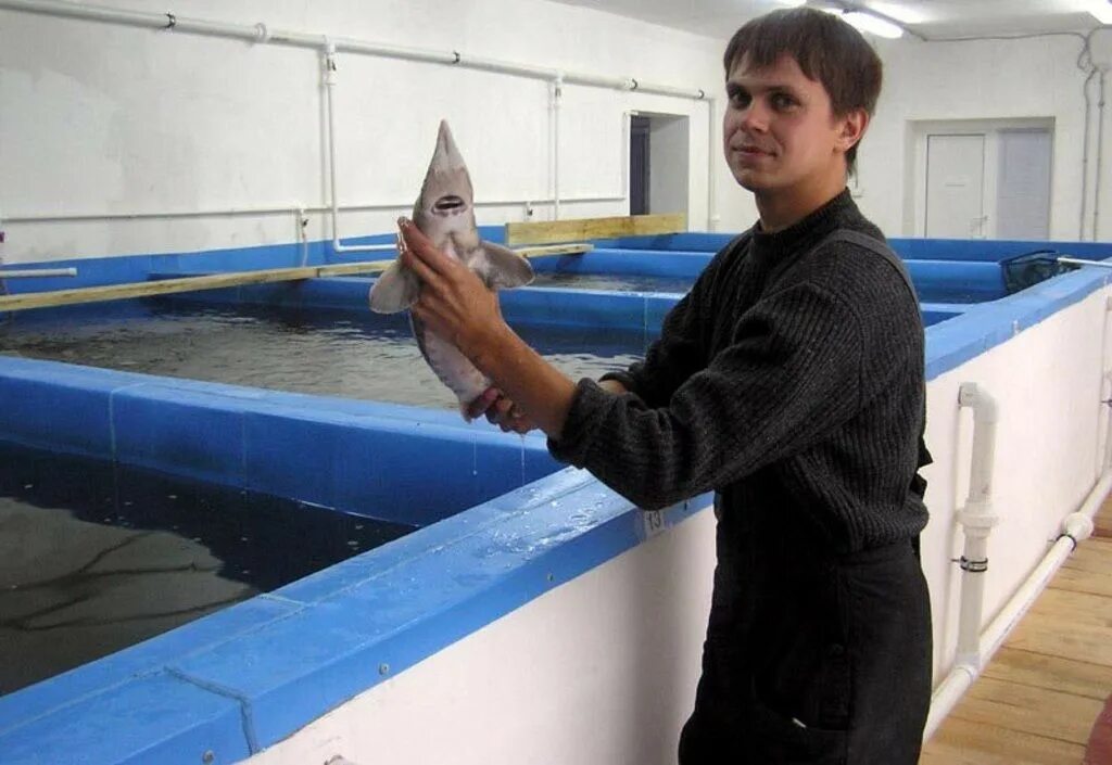 Рыба профессия как называется. Карликовые скалярии аквариумные рыбки. Севрюга и осетр. Рыба профессия как называется. Ихтиолог.