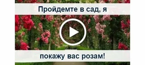 В саду была я не одна