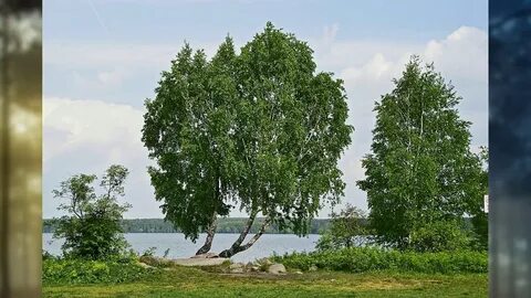 Березы склонились