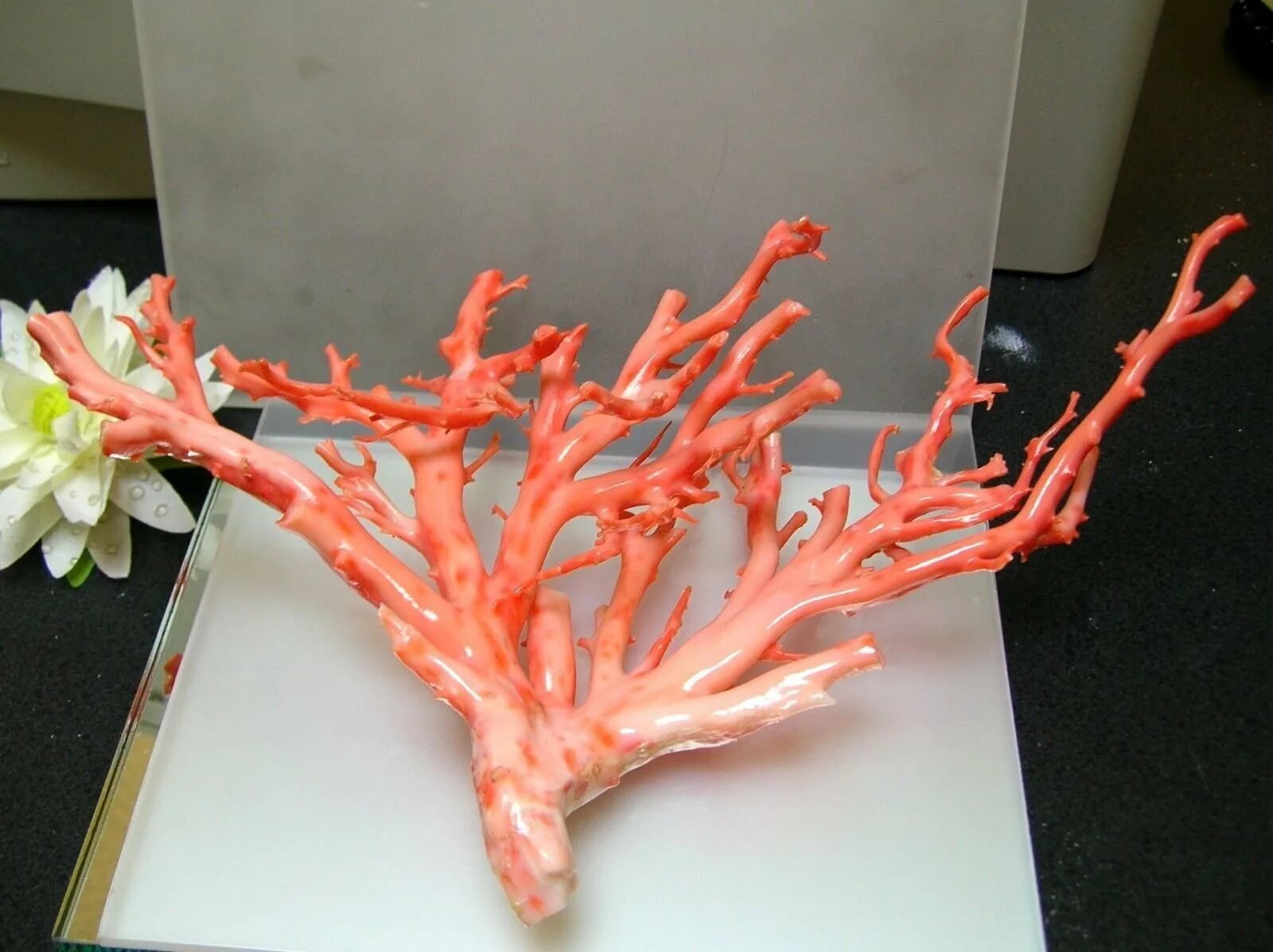 Коралл на подставке. Ветвь коралла геншин. Кораллы ремонт. Коралловый риф для аквариума. Кораллы ремонт.