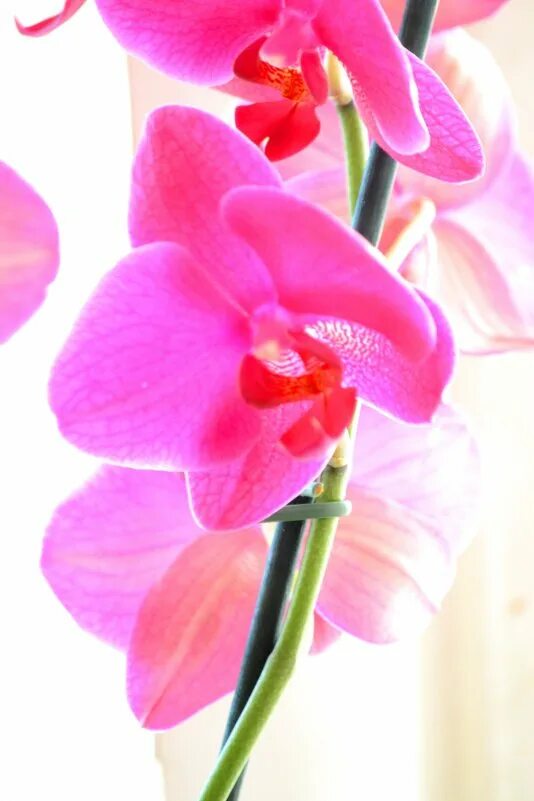 Орхидея дневничок. Орхидея любимой. Орхидея - любовь горячая фото. Орхидеи любовь. Орхидея любимой.