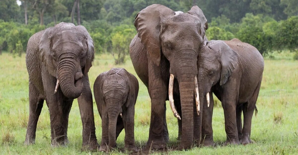 Слон группа организмов. Группа слон. Elephant группа. Слон мужского пола. A Herd of Elephants.