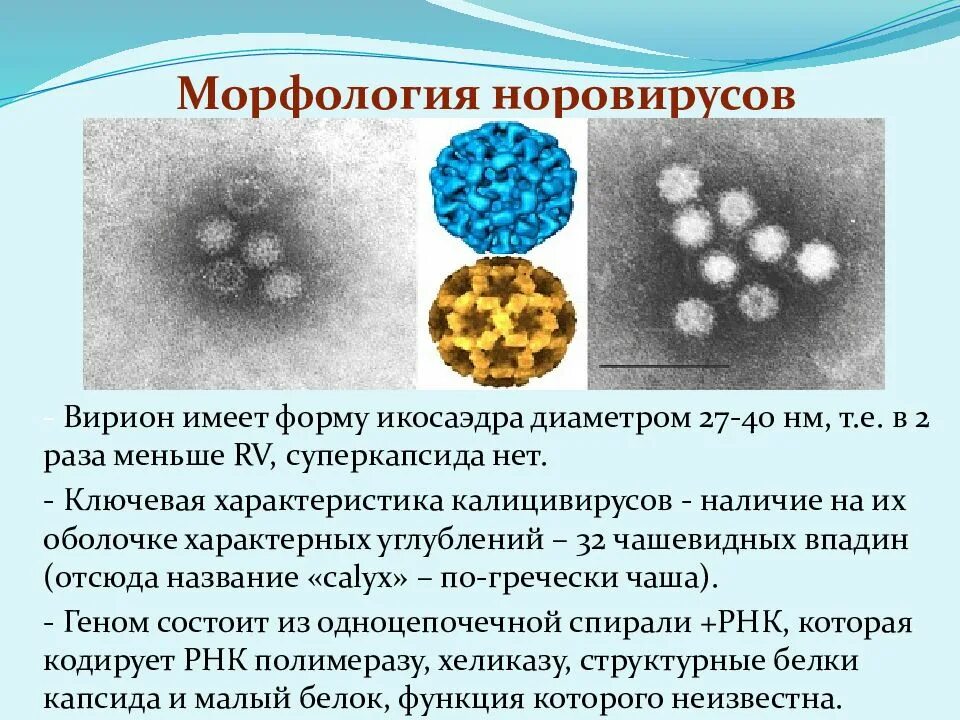 Норовирус структура. Морфология и структура вирионов. Норовирусы морфология. Норовирусная инфекция этиология.