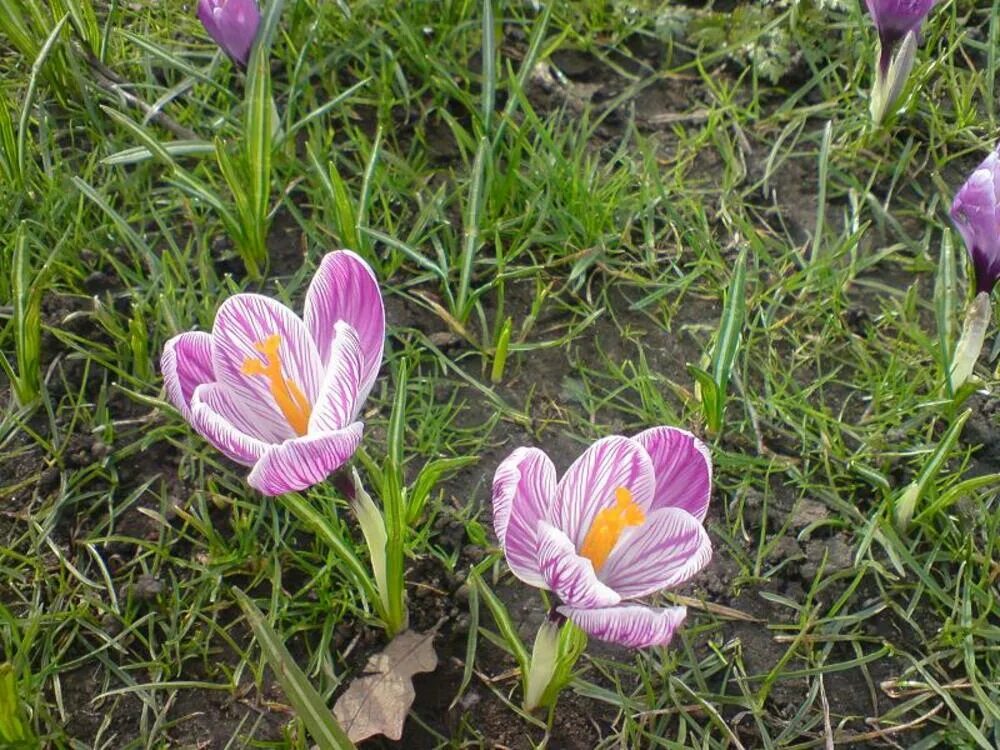 Птицемлечник крымский. Растения 12 букв. Синеголовник полевой соцветие. Растения 12 букв. Индийский лук птицемлечник.