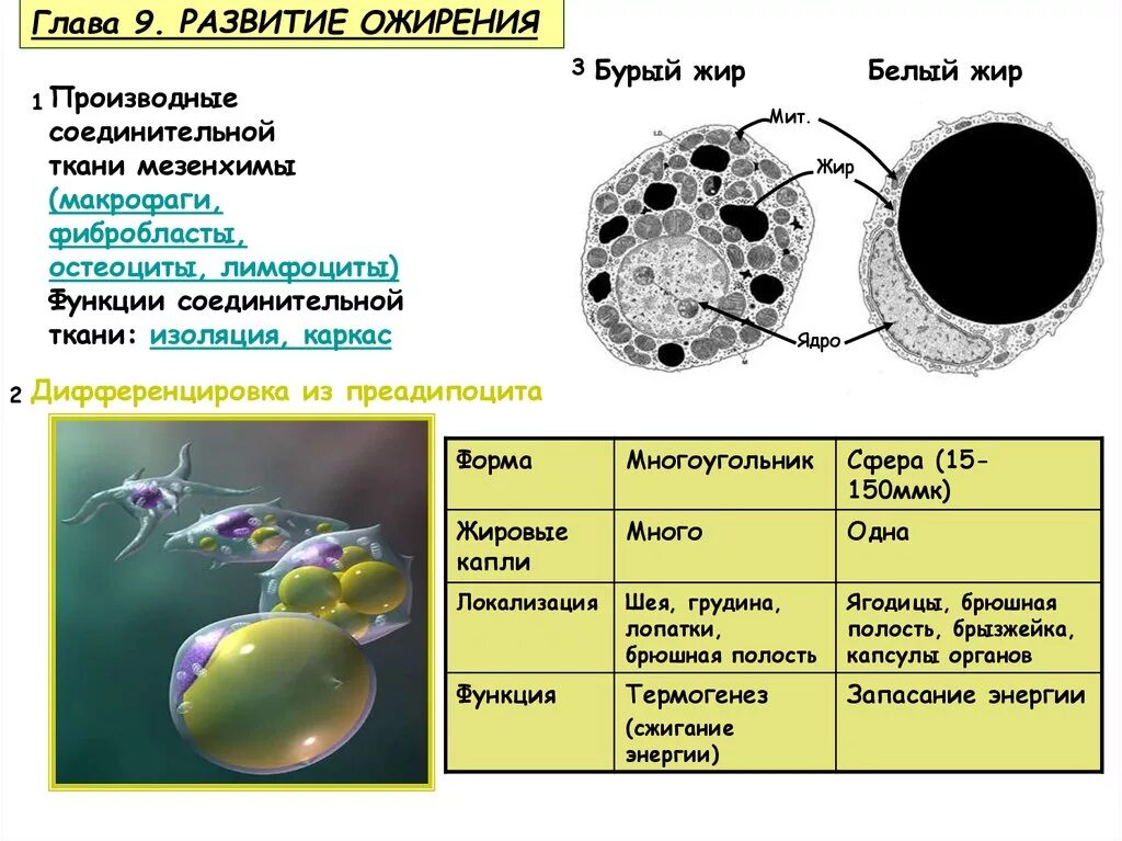 Макрофаги жировой ткани. Дифференцировка фибробластов. Функции макрофагов соединительной ткани. Лимфоциты в соединительной ткани. Макрофаги в тканях