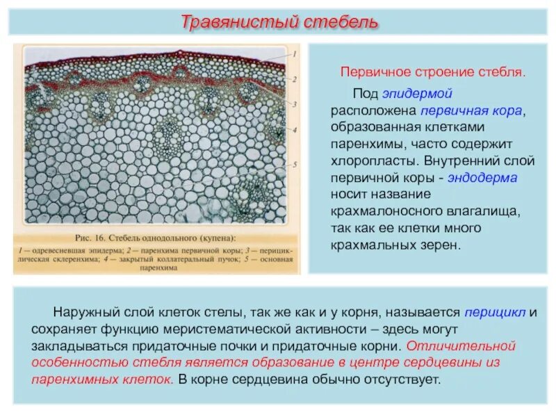 В клетках стебля гороха происходит. Первичное строение стебля эпидерма. первичное строение стебля однодольных растений. первичное анатомическое строение стебля однодольных.