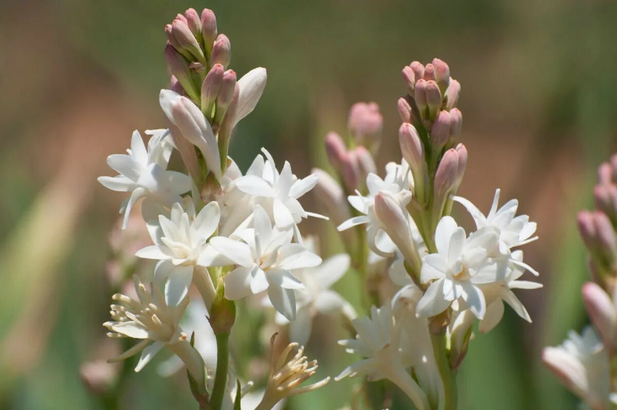 Tuberose. Полиантес Тубероза Перл. Полиантес Тубероза Сенсейшн. Цветок полиантес Тубероза. Полиантес клубненосный.