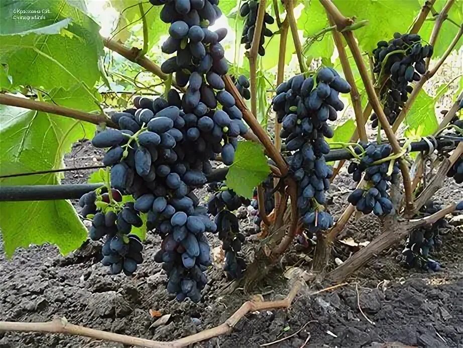 Лучшие сорта винограда фото Виноград Коринка русская Купить c доставкой. Самовывоз Питомник саженцев и сор