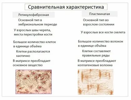 Какие признаки характерны для данного костной ткани