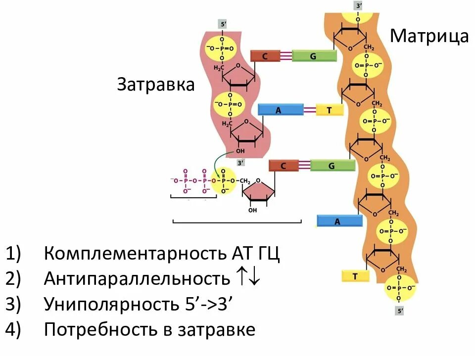 строение нуклеотида днк.
