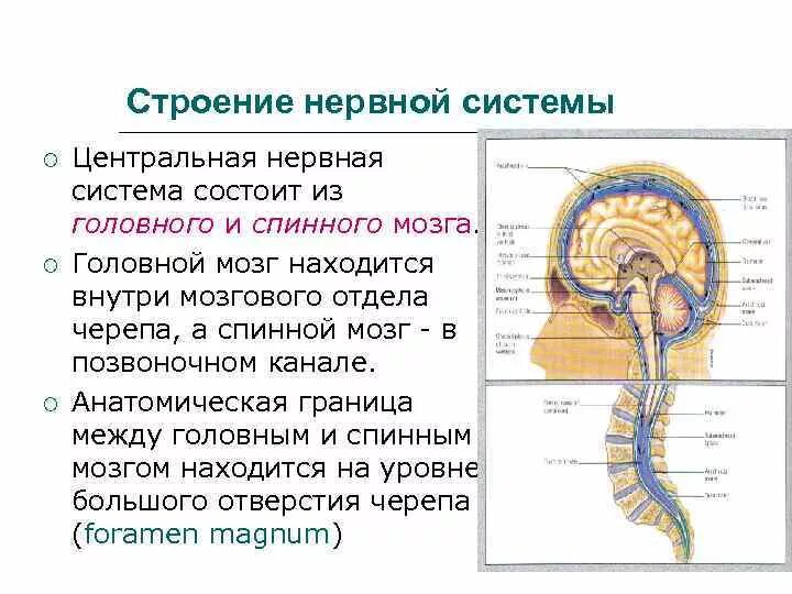Строение нервной системы головного мозга. Строение ЦНС анатомия. Строение нервной системы головной и спинной мозг. Общий план строения ЦНС анатомия. Головной и спинной строение и функции