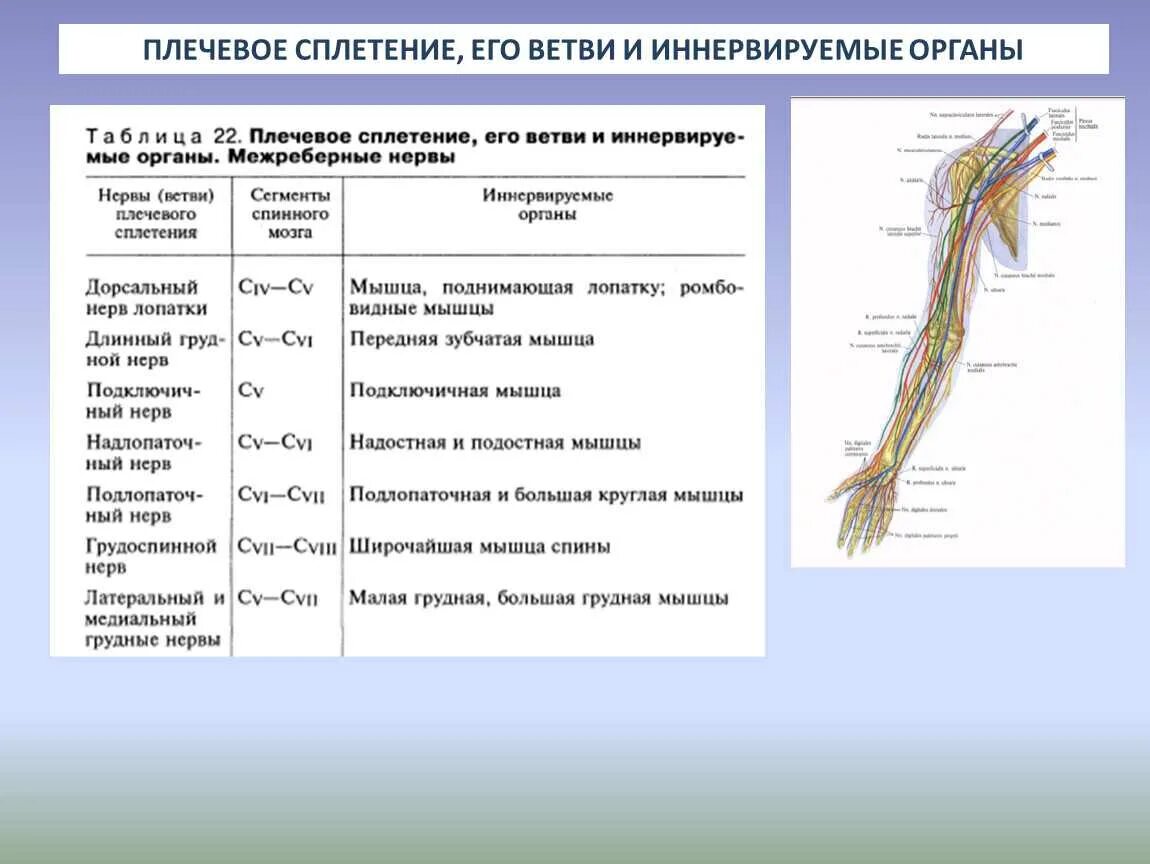 1 функции нервов. Плечевое сплетение длинные ветви анатомия. Ветви плечевого сплетения иннервируют мышцы кисти. Плечевое сплетение схема.