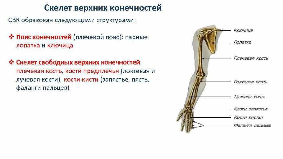 Пояс верхних конечностей. Кости верхней конечности.. Строение скелета верхней конечности (отделы и кости). Отделы скелета свободной верхней конечности строение. Скелет пояса верхних конечностей (плечевого пояса). В скелет верхних конечностей входит