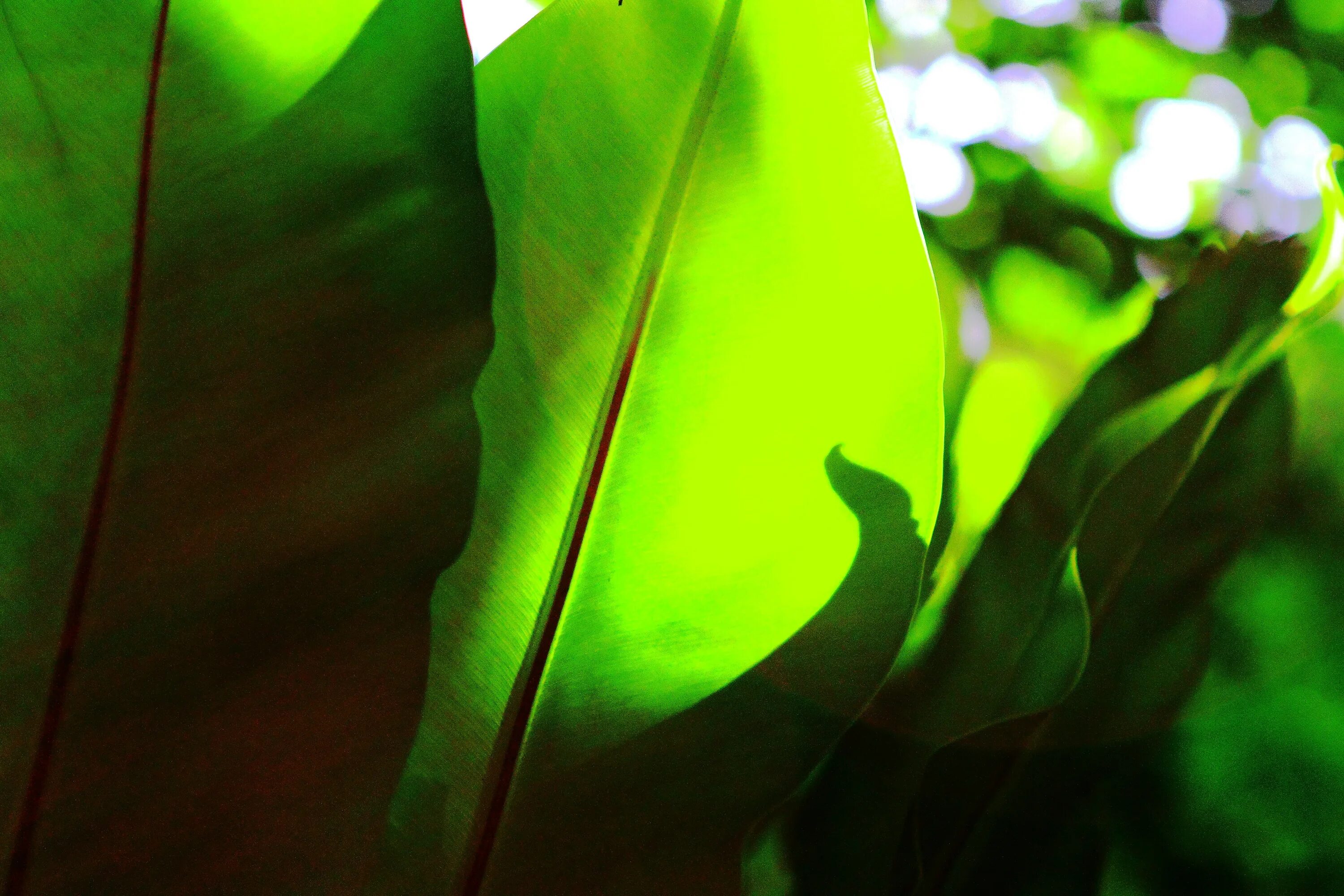 Купить зеленый лист. Зеленый лист. Зеленый лист половина. Зеленые листья фото. Тропики свежесть листья.