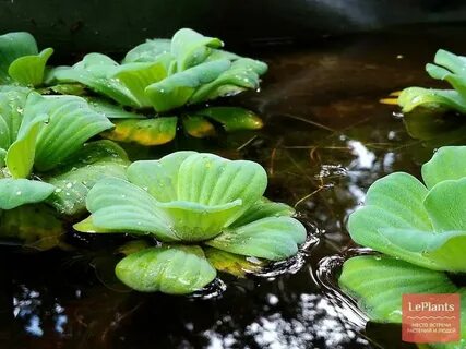 Водяная капуста 5