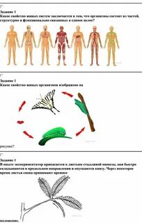 Развитие это общее свойство