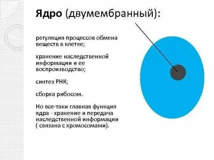 Ядро хранит передает наследственную информацию