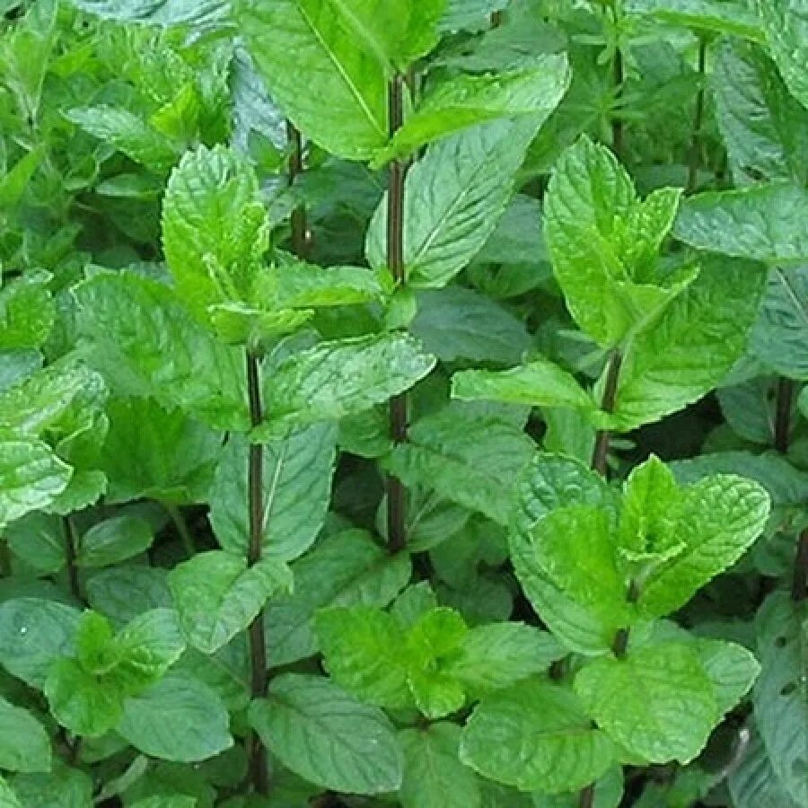 Трава пахнущая мятой. Мята Orangenminze. Мята перечная (Mentha piperita). Мята круглолистная. Мята Orangenminze (апельсиновая).