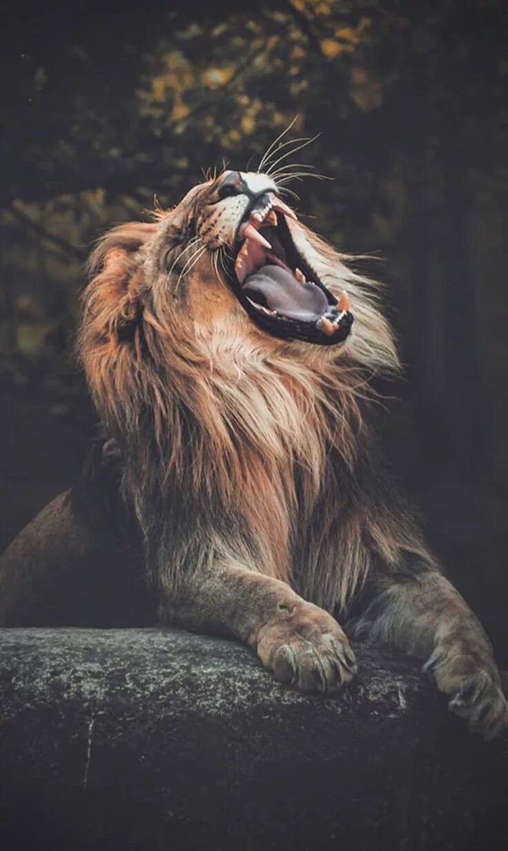 Фото львов на аву Maica Mula Lion photography, Lion pictures, Wildlife photography