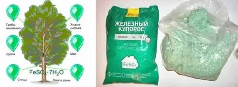 Обработка хвойных железным купоросом
