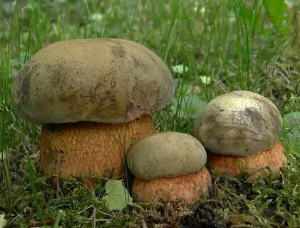Буро оливковый