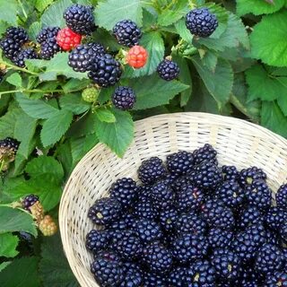 Ежевика кустистая уход и выращивание на даче