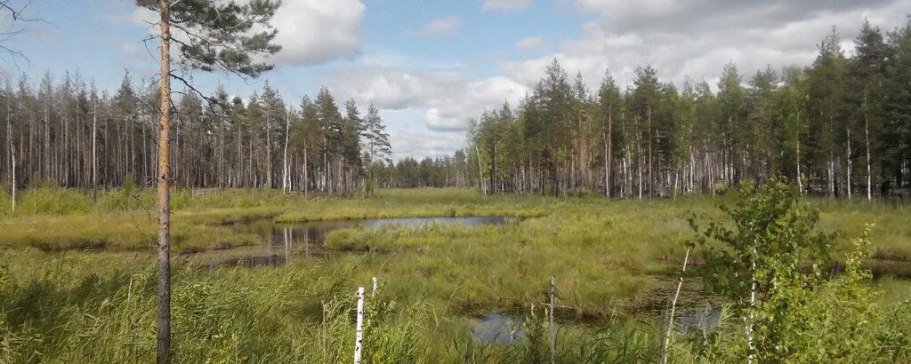 Уломское вологодская область болота. Ивачевское озеро череповец. Череповецкие болота. Череповецкие болота. Череповецкие болота аномальная зона.