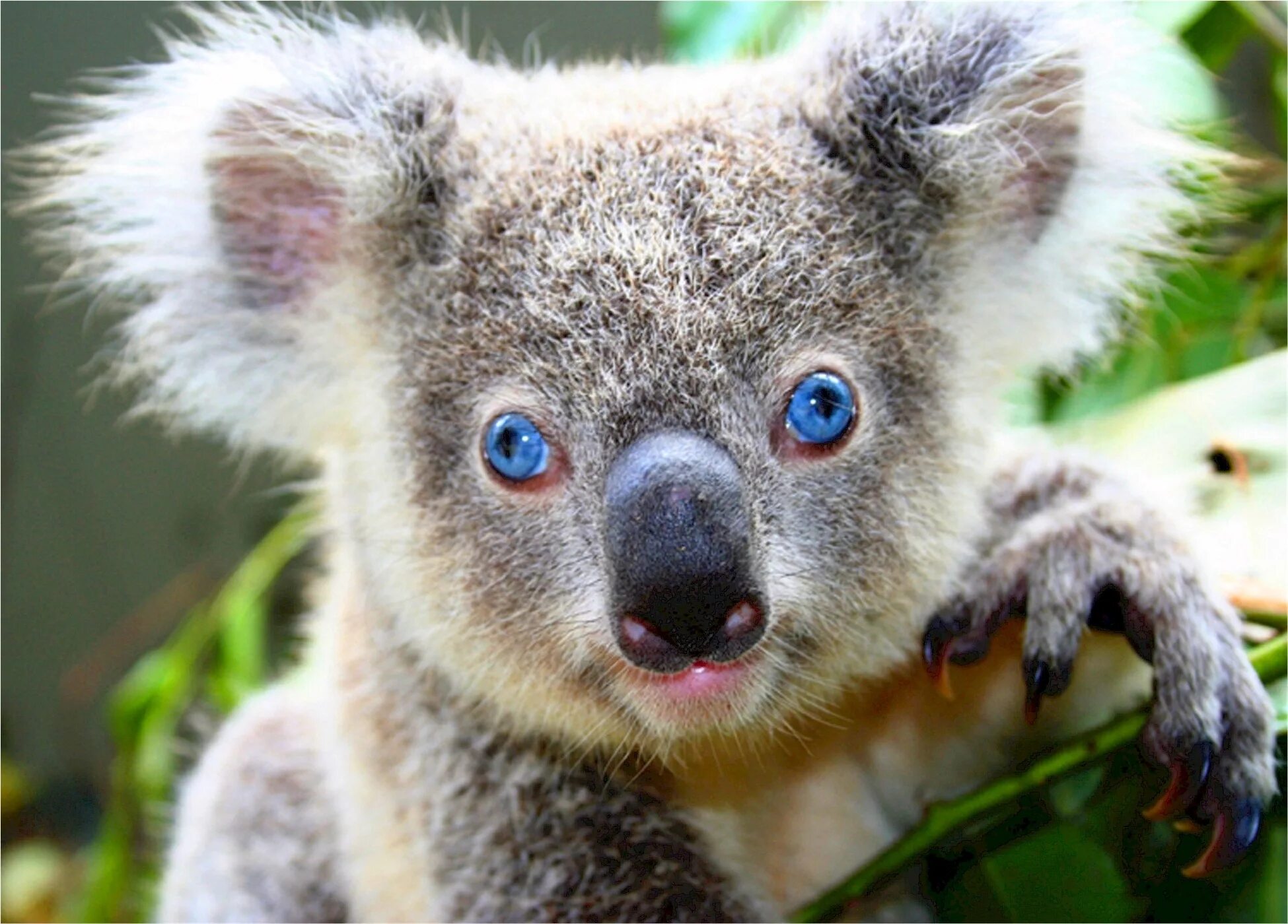 Коала сумчатое. Сумчатый медведь коала Австралия. Мишка коала. Лысая коала. Чистое животное в мире