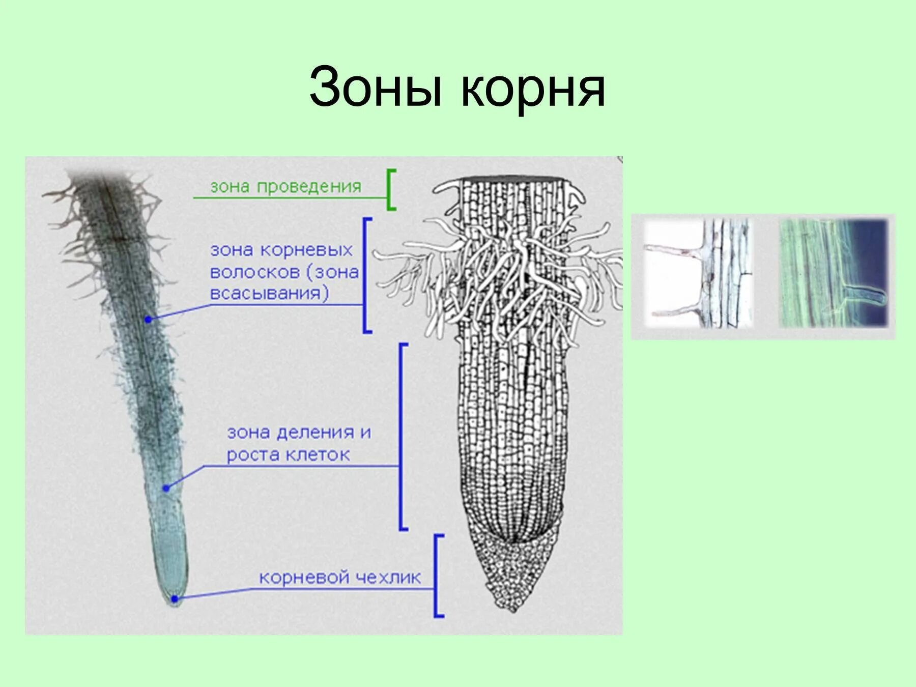 Корень 23 6. Зоны корня и типы корневых систем. Зоны корня биология. Корень зоны корня корневые системы.