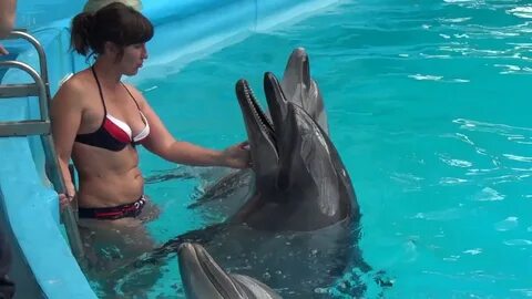 Дельфины в дельфинарии видео