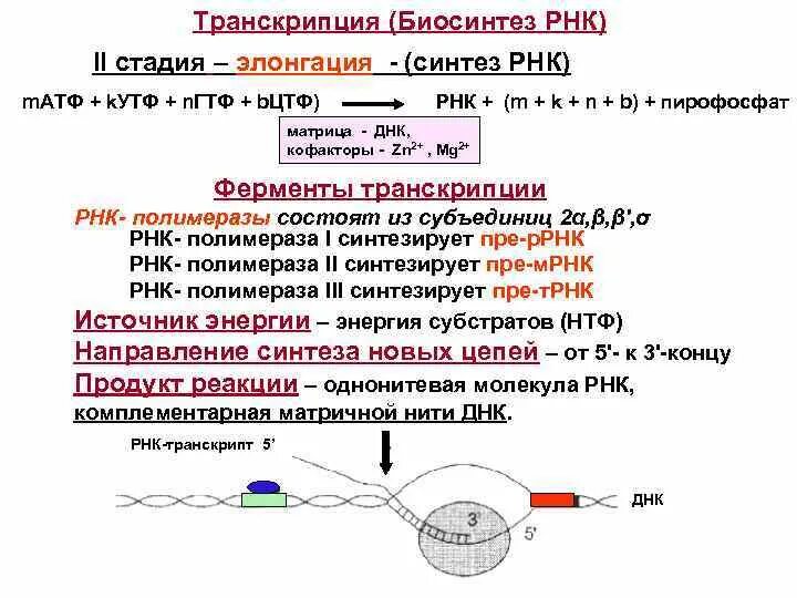 Характеристика компонентов системы синтеза РНК. Синтез РНК биохимия кратко. Этапы синтеза белка РНК полимераза. Транскрипция РНК этапы биохимия. Днк участвует в биосинтезе рнк