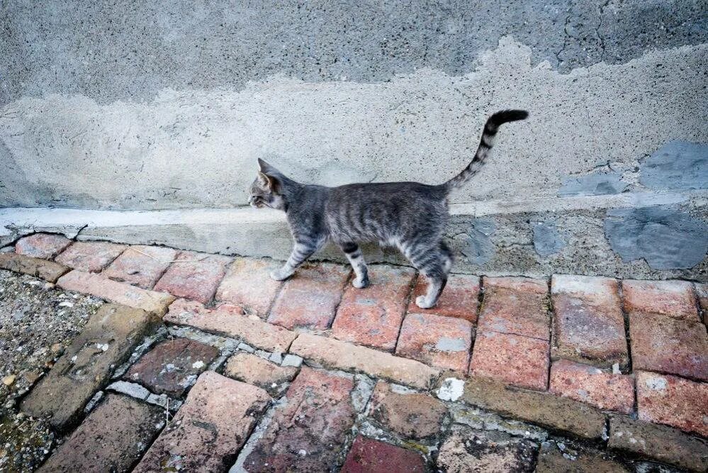 Когда кошки начинают гулять первый. Кот гуляет. Дворовые кошки. Коты гуляют. Кошка идет.