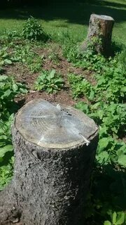 Как уничтожить пеньки спиленных деревьев