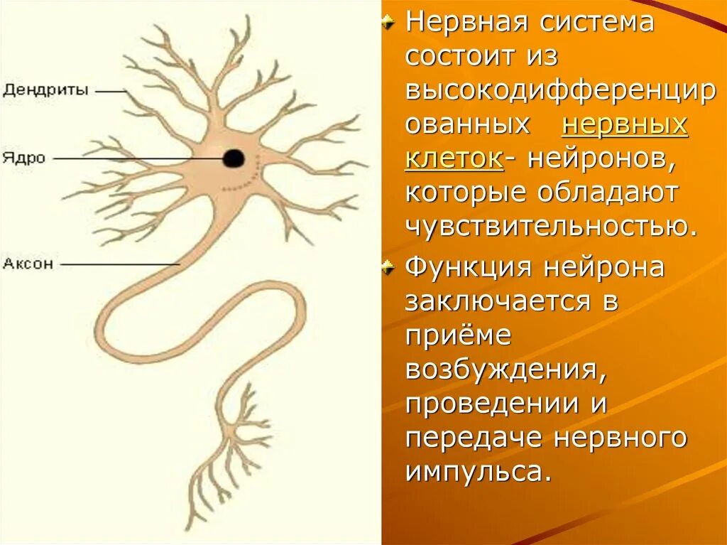 Нервная система. Нервная система нервы. Функции нейрона. Нервная система животных. Сеть нервных клеток у каких беспозвоночных